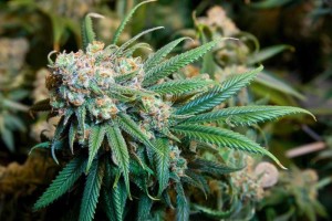 GreenWay-Cannabis-on-Post-Traumatic-Stress-Disorder