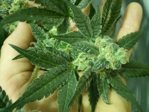 GreenWay-Maryland-Marijauna-As-A-Medical-Option